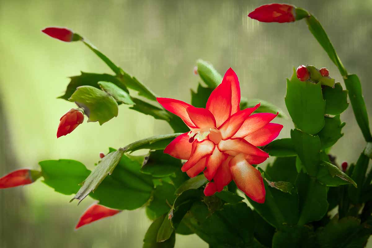 fiori e piante che fioriscono a Gennaio