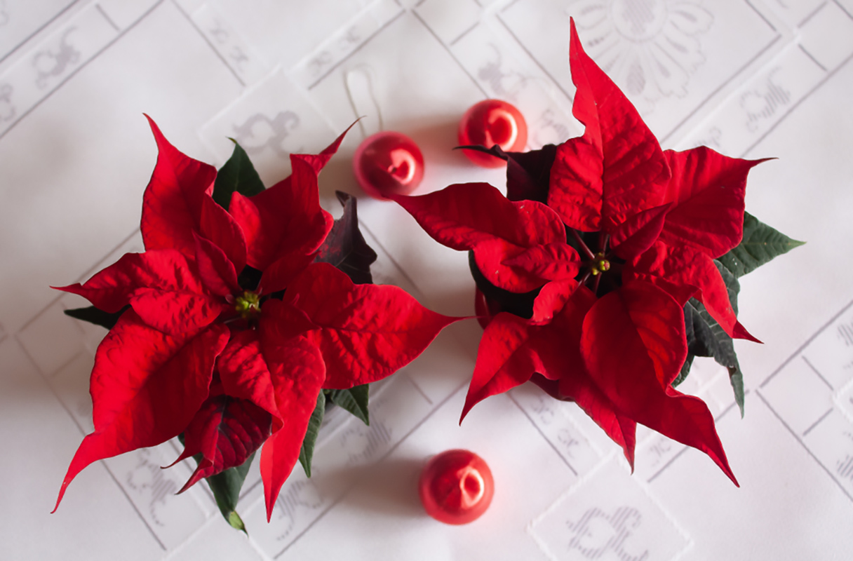 Come curare la stella di Natale per farla durare più a lungo