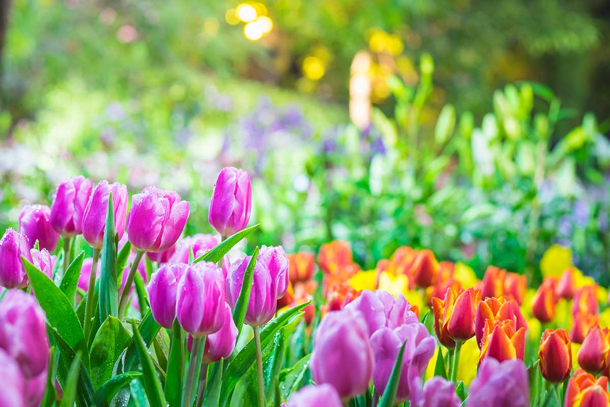 Consigli e idee per il tuo giardino di primavera