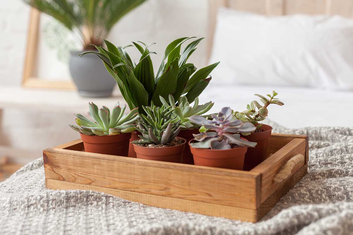 Le iniziative sostenibili nel mondo dormire con le piante in camera da letto