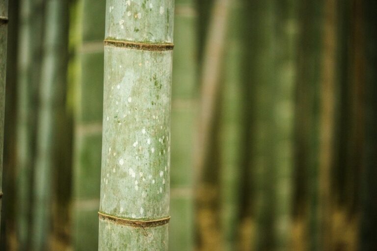Bamboo materiale poliedrico