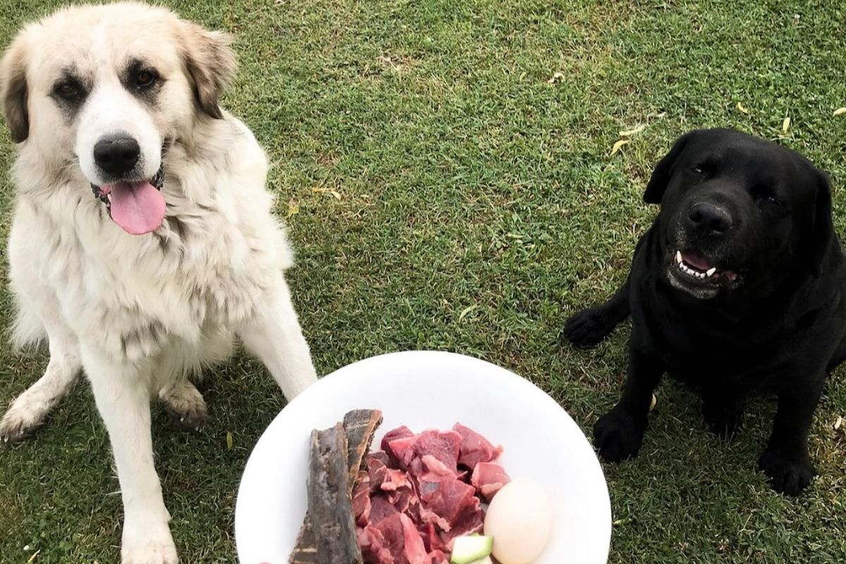 l'alimentazione naturale del cane