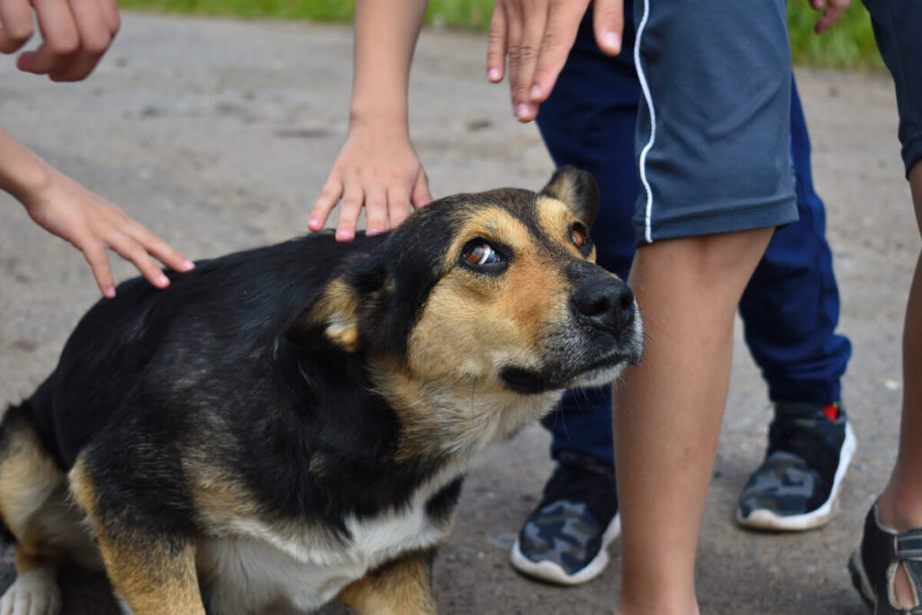 Il maltrattamento emotivo del cane