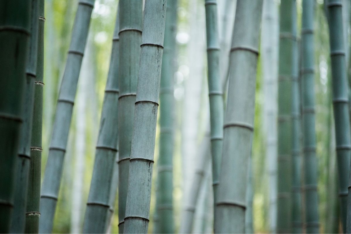 Digital Bamboo Pavilion