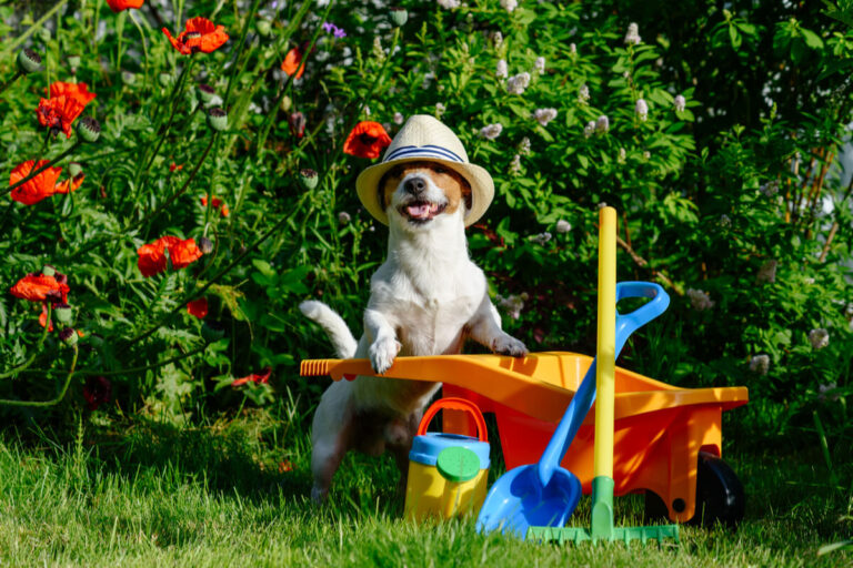 come rendere curato e sicuro il giardino per noi e i nostri cani