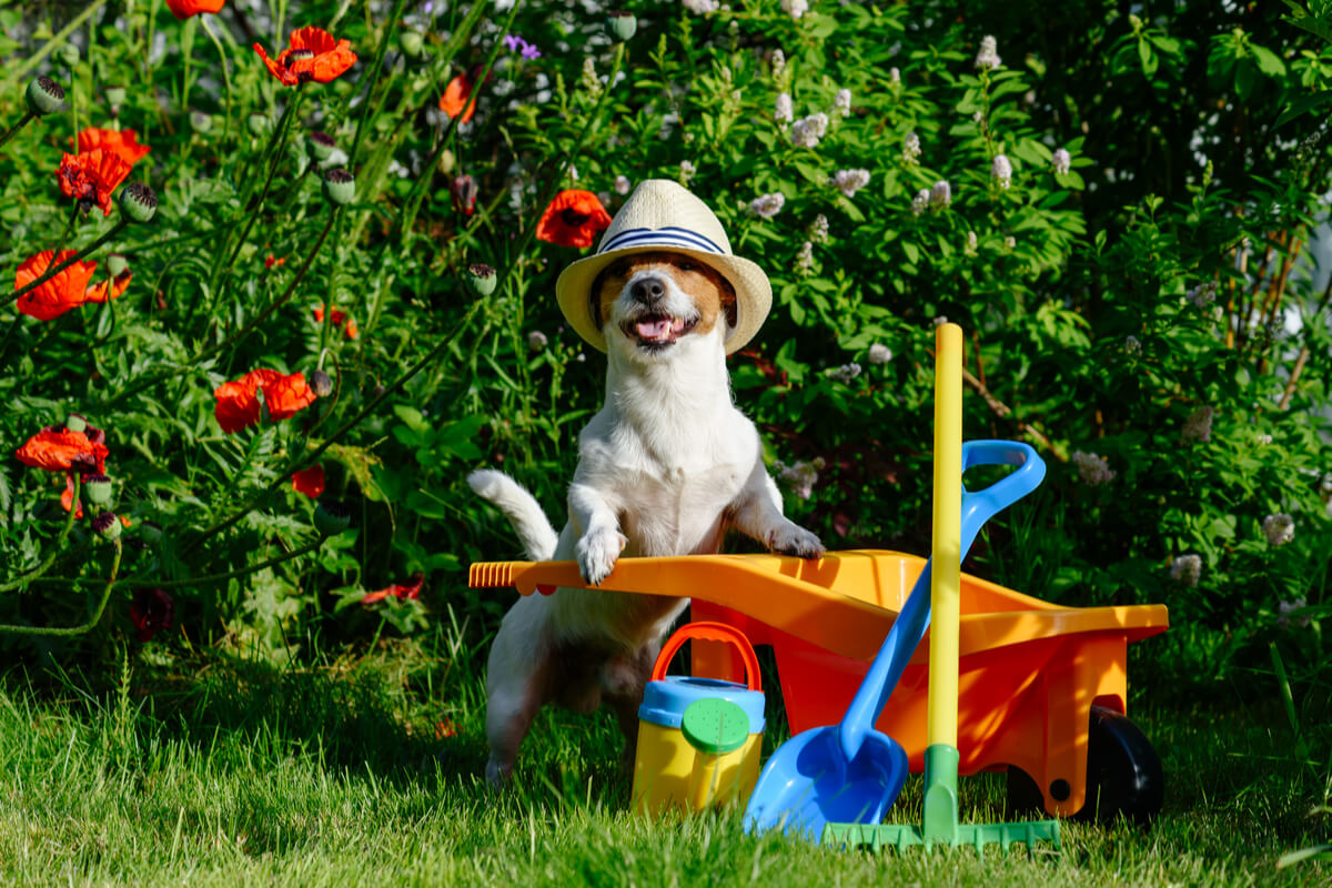 come rendere curato e sicuro il giardino per noi e i nostri cani