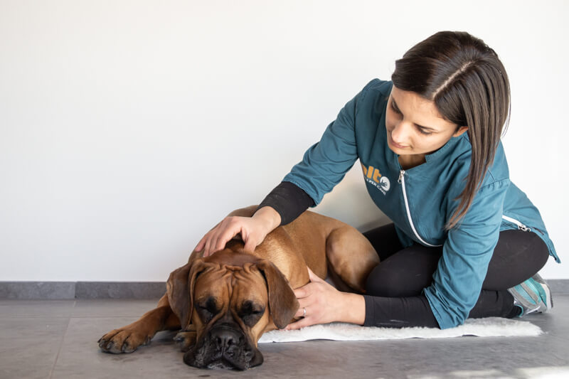 scopriamo i massaggi per cani