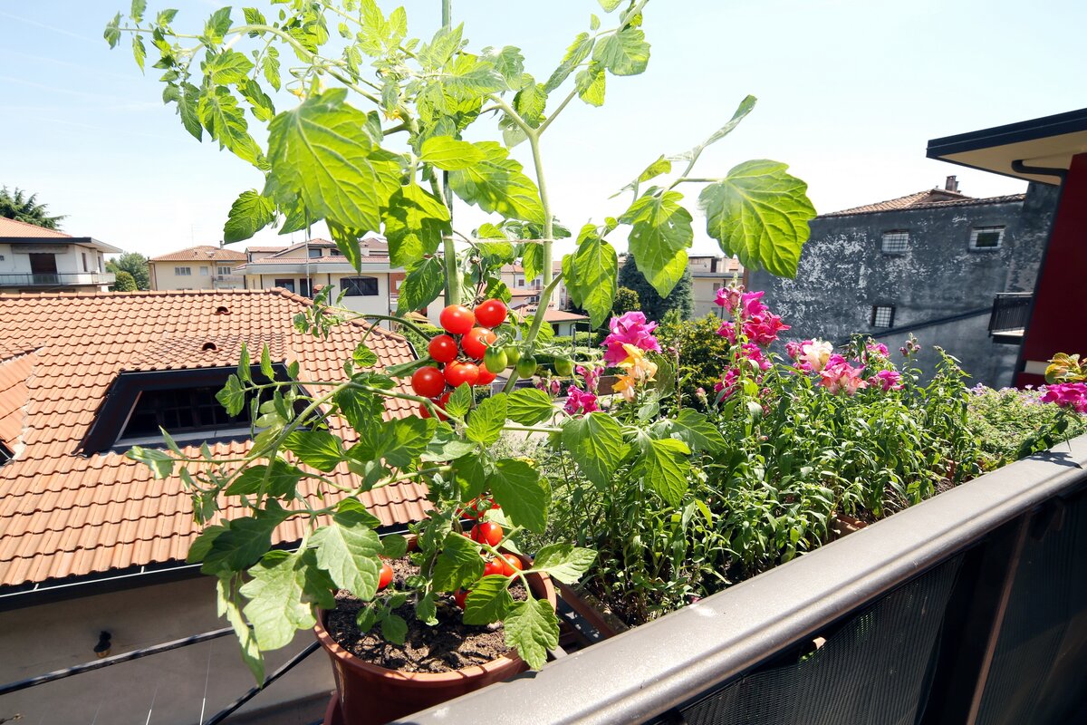 Orto sul balcone