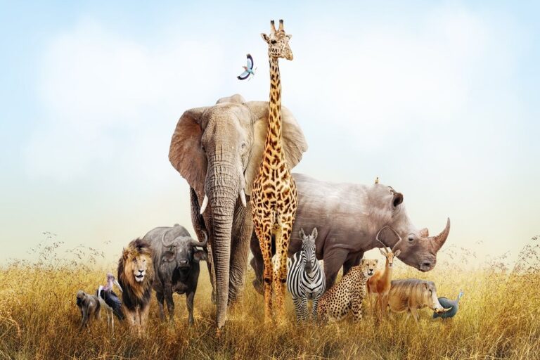 zoo e parchi zoologici