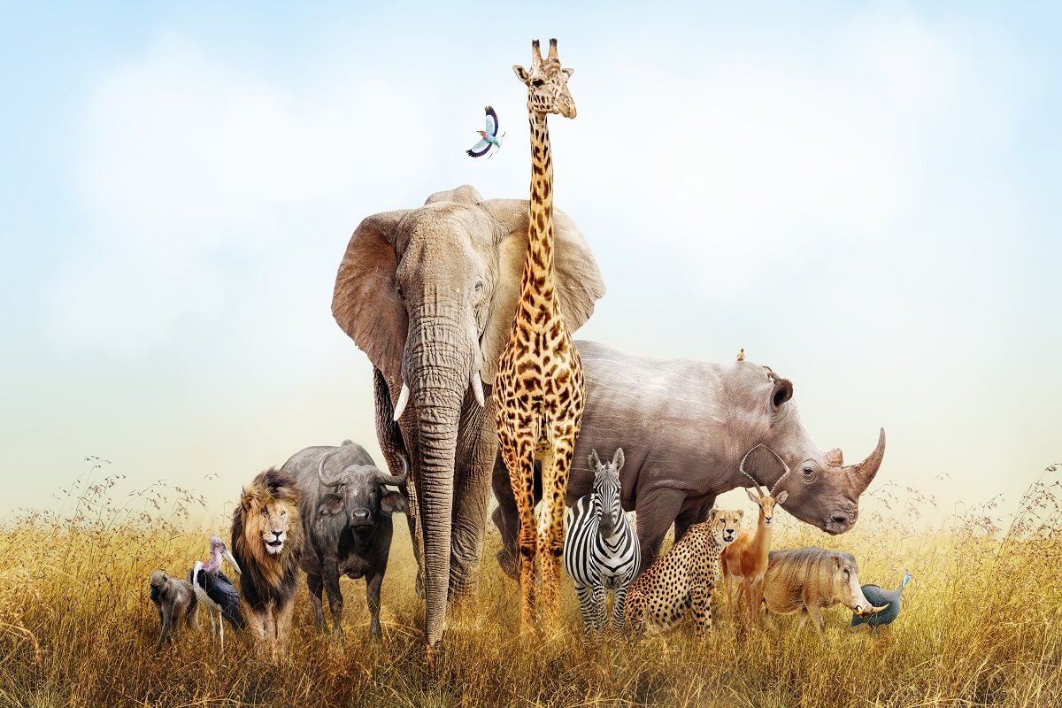 zoo e parchi zoologici