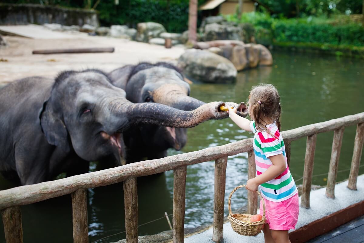 Animali Negli Zoo Pro E Contro