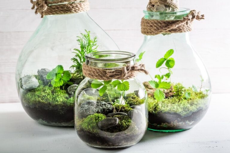 Creare un terrario fai da te
