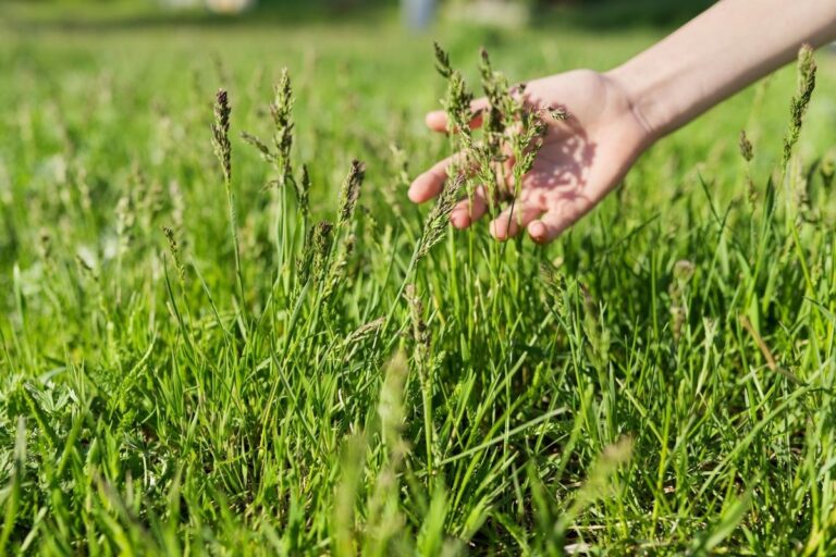 Quali erbe di campo raccogliere in primavera?