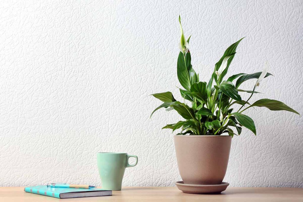 Quali sono le migliori piante da ufficio?