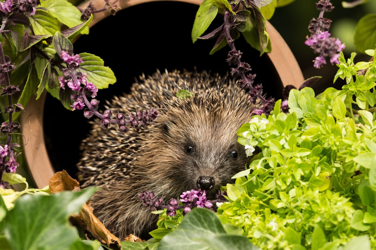 Quali sono gli animali che escono dal letargo, in primavera? Quali sono gli animali che escono dal letargo, in primavera?