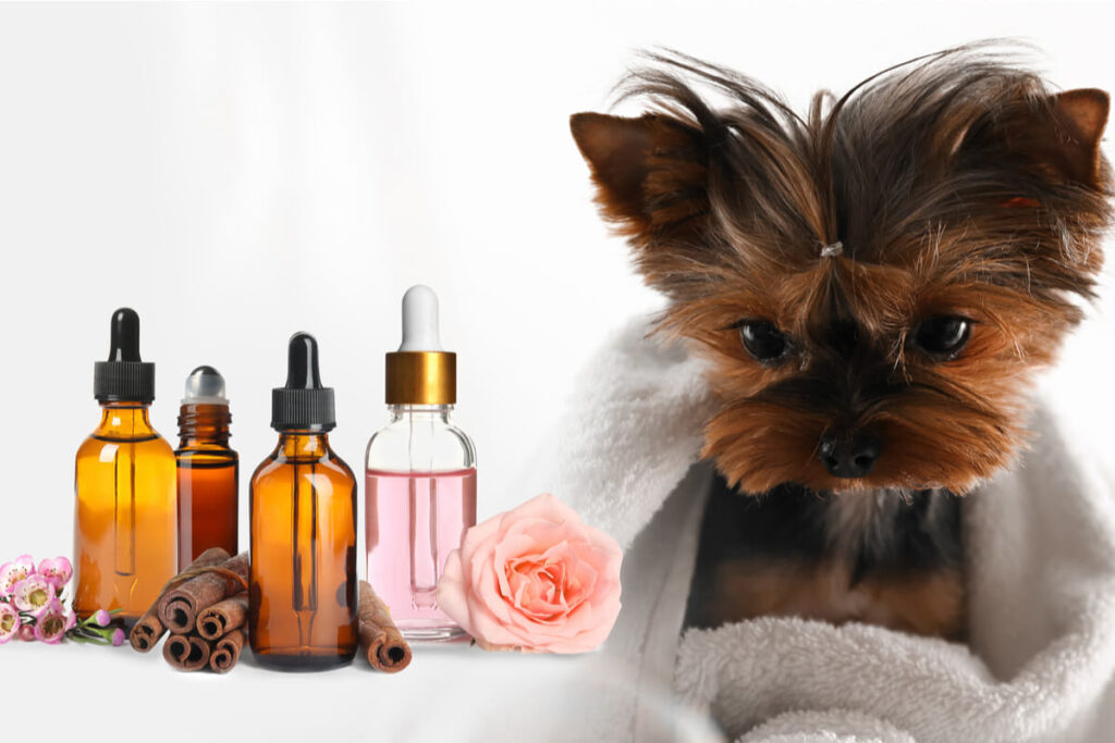 Aromaterapia per cani e gatti
