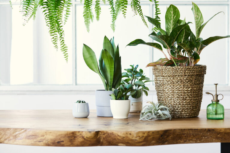 Bisogni delle piante - piante in casa