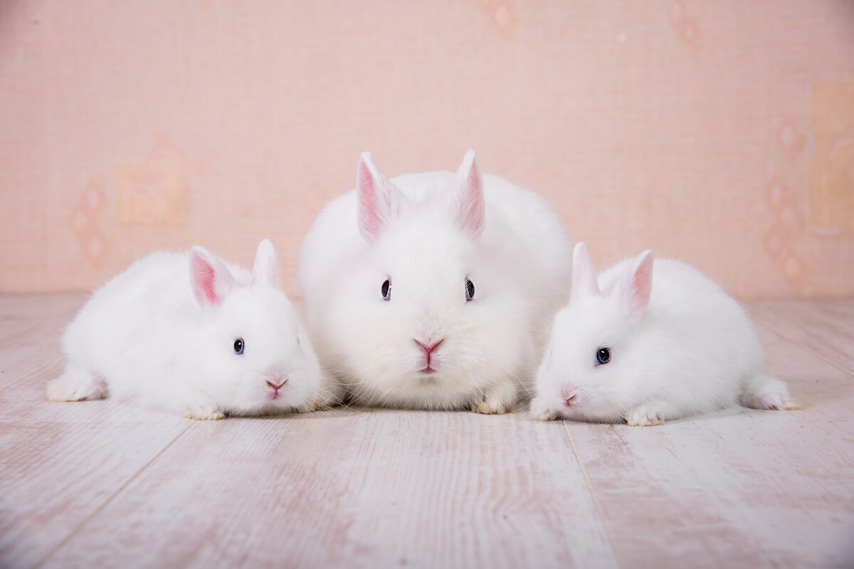 Piccoli, buffi e morbidissimi chi sono?