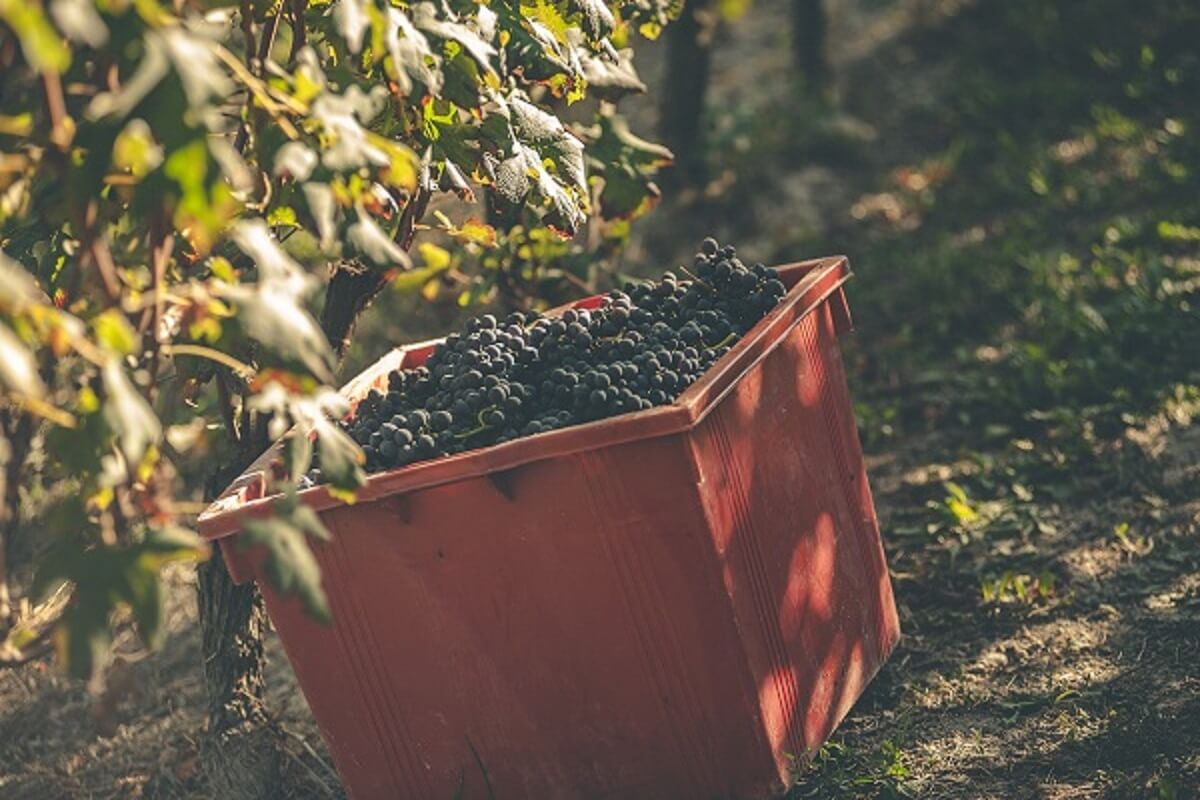 cantina Corino
