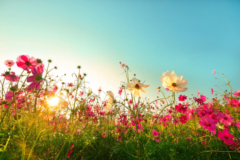 Cosa provano i fiori