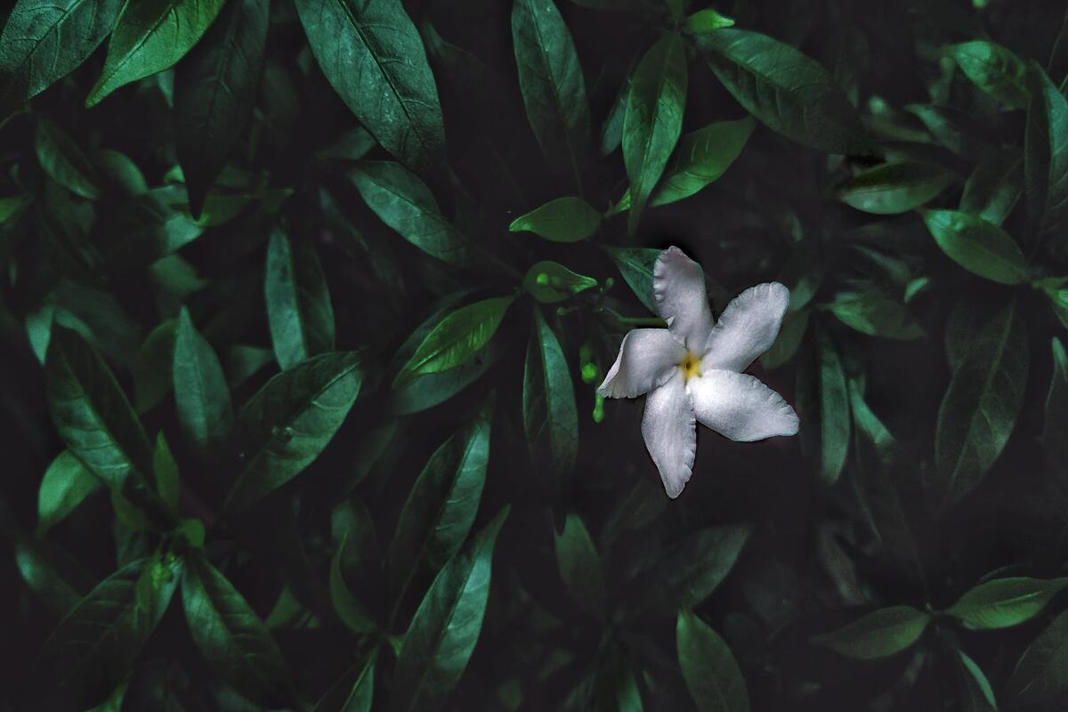 fiori notturni - caratteristiche