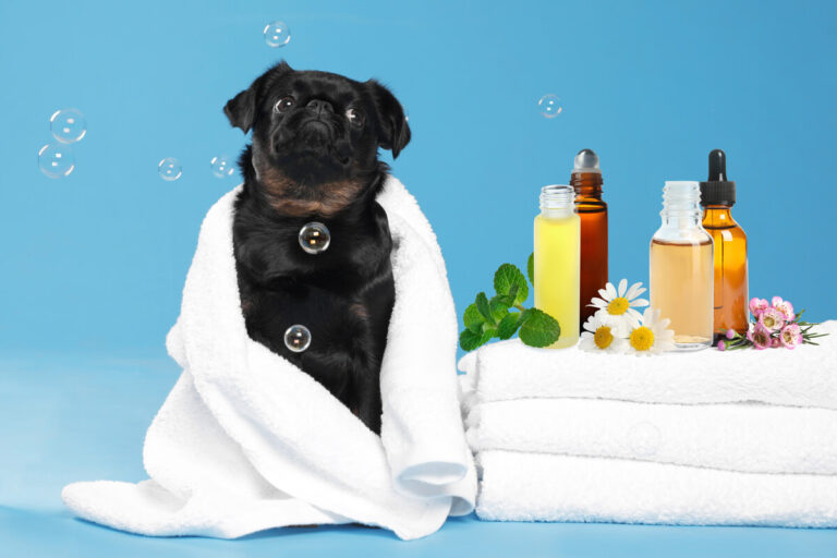 Aromaterapia per cani e gatti