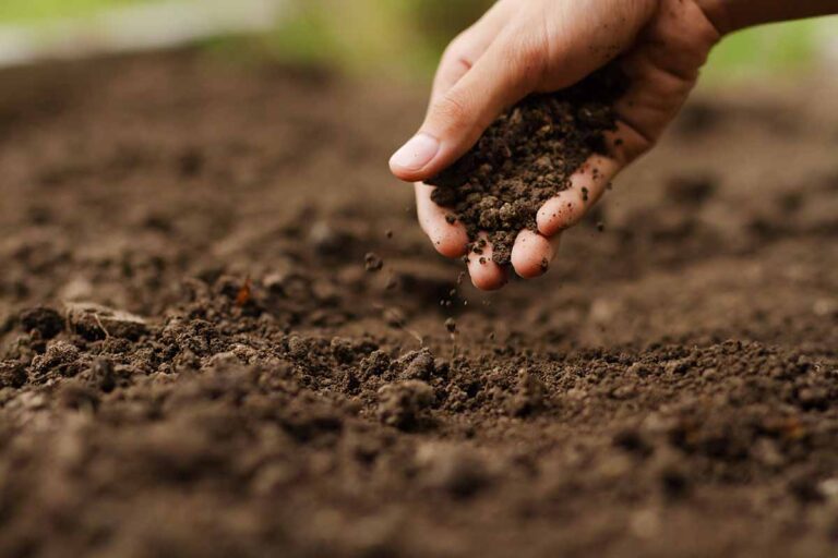 Come conservare i preparati biodinamici