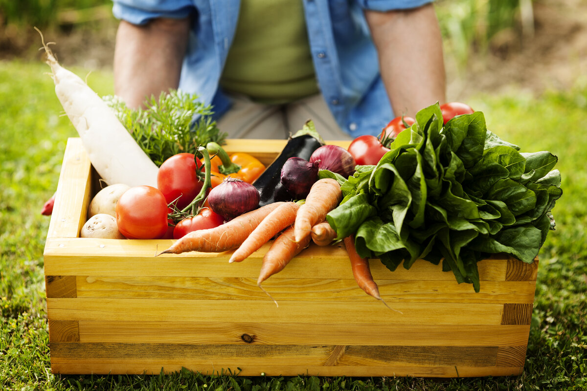 autosufficienza alimentare - ortaggi