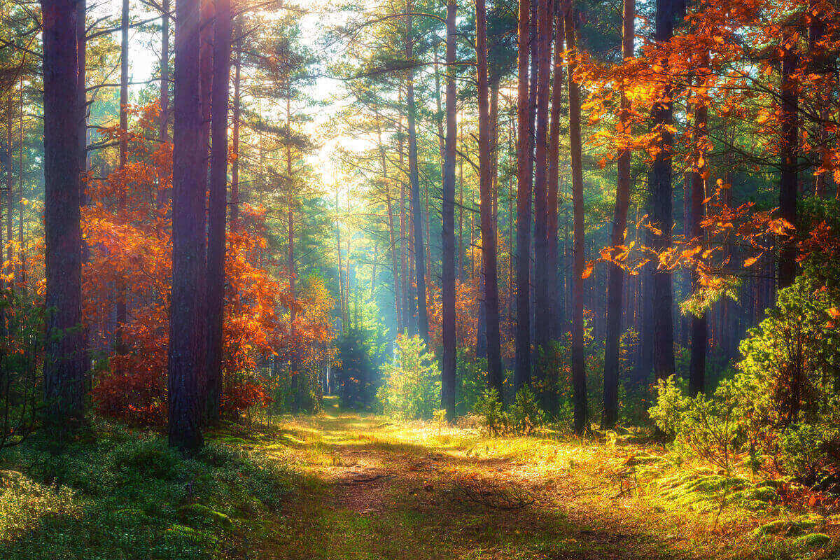 Vivere nel rispetto della natura