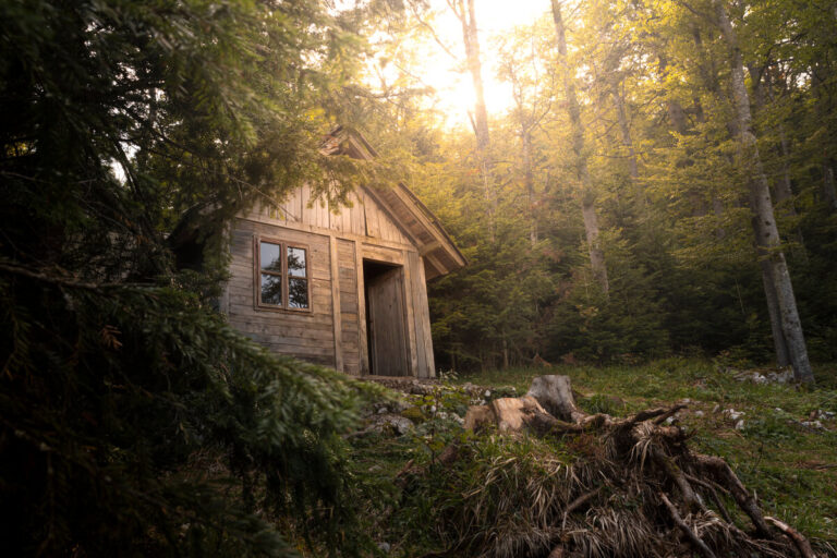 Le regole per vivere nel bosco