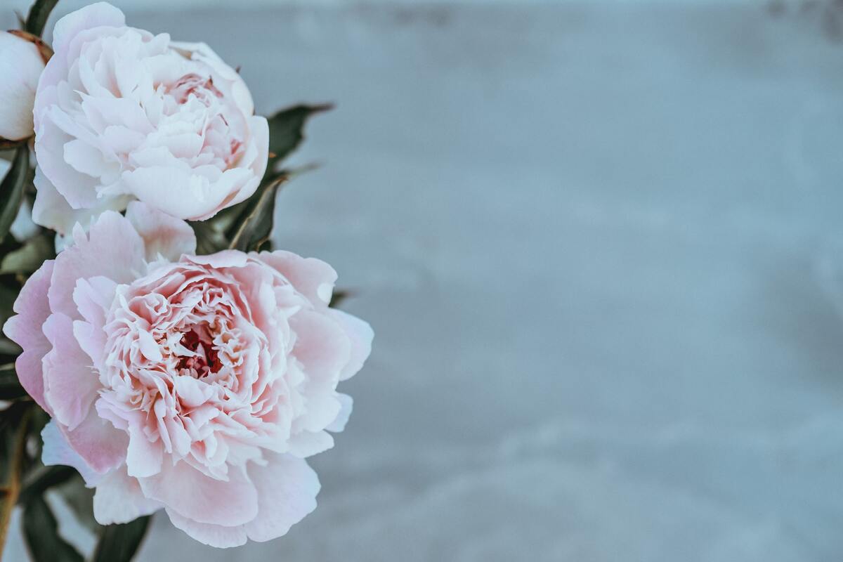 le peonie - caratteristiche
