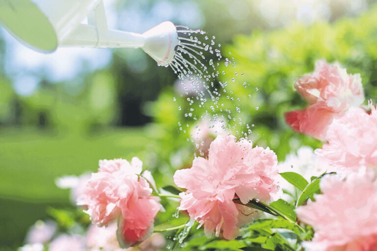 risparmiare acqua in giardino ecco come fare
