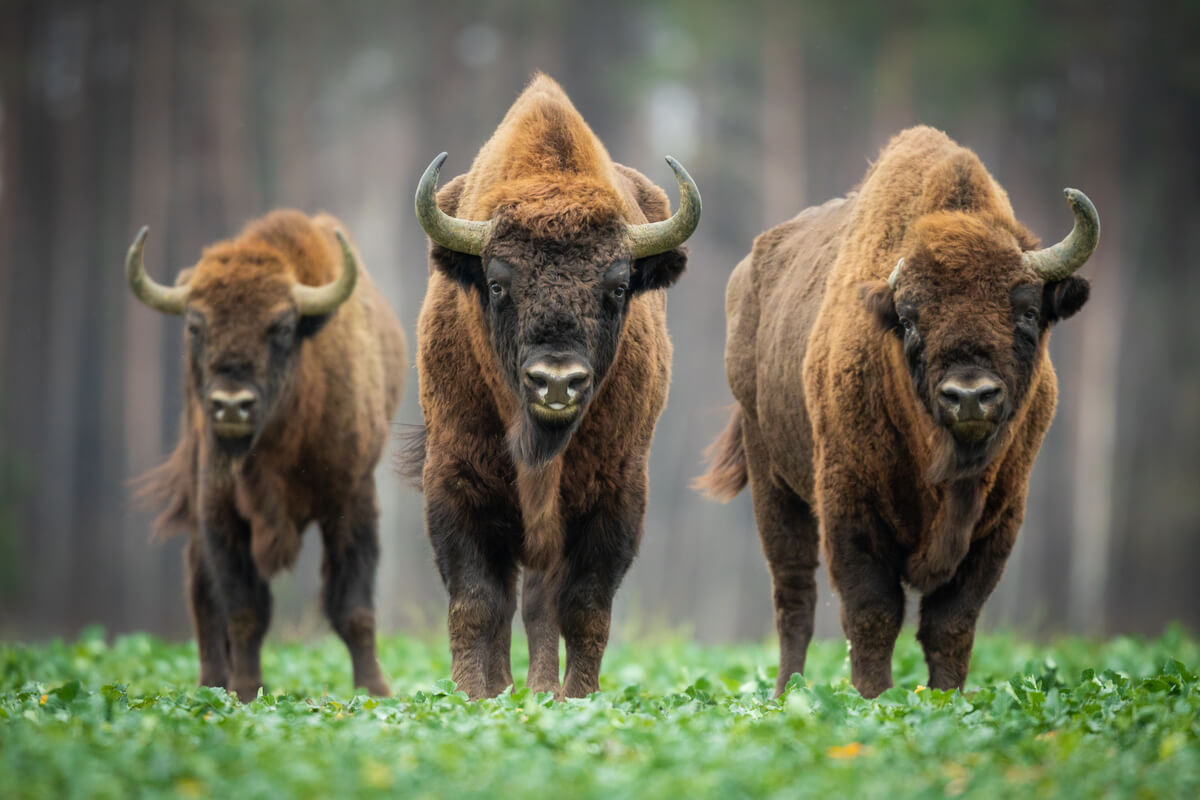 la rinascita del bisonte europeo