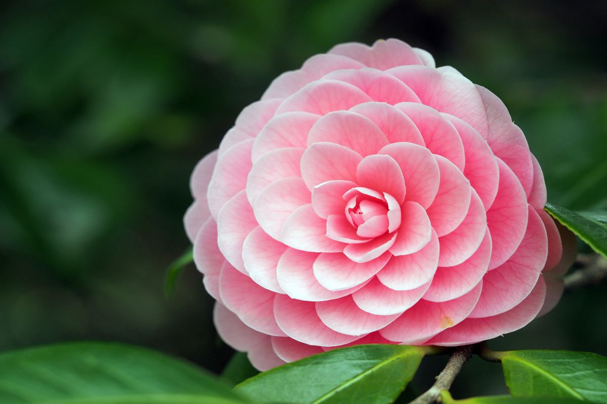 Camelia Japonica