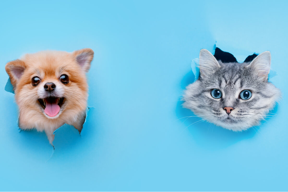 Chi si occupa di cani e gatti durante la vacanza