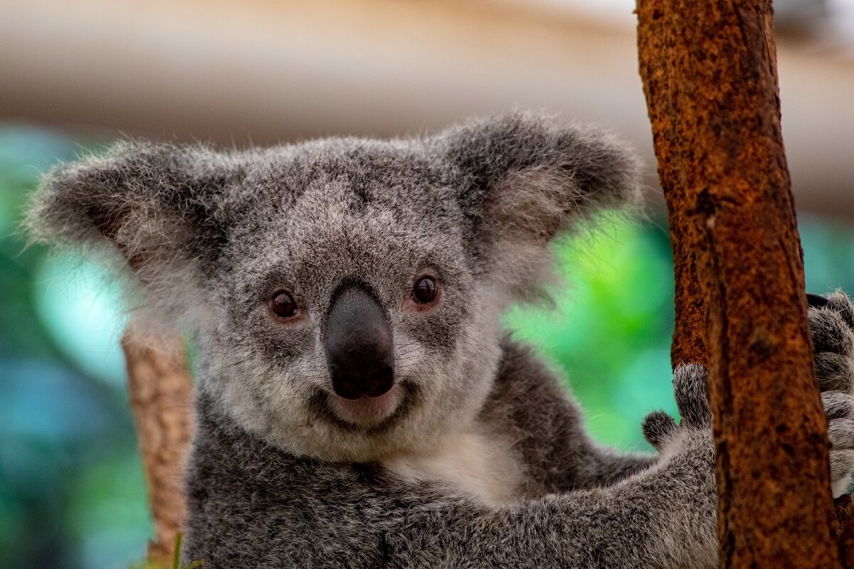 I koala sopravvissuti al rogo in Australia