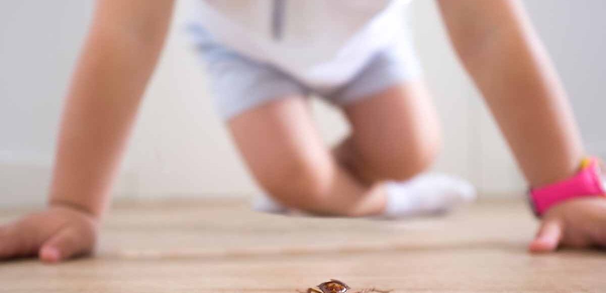 Perché in casa ci sono gli scarafaggi
