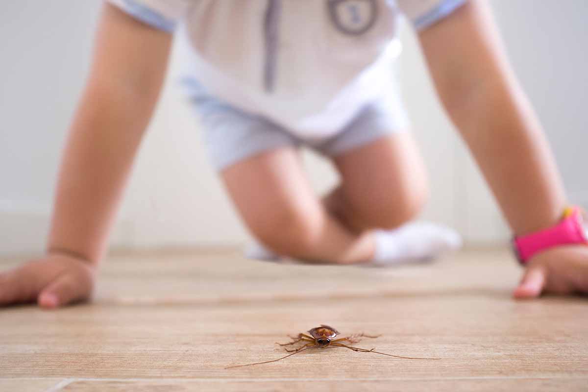 Perché in casa ci sono gli scarafaggi