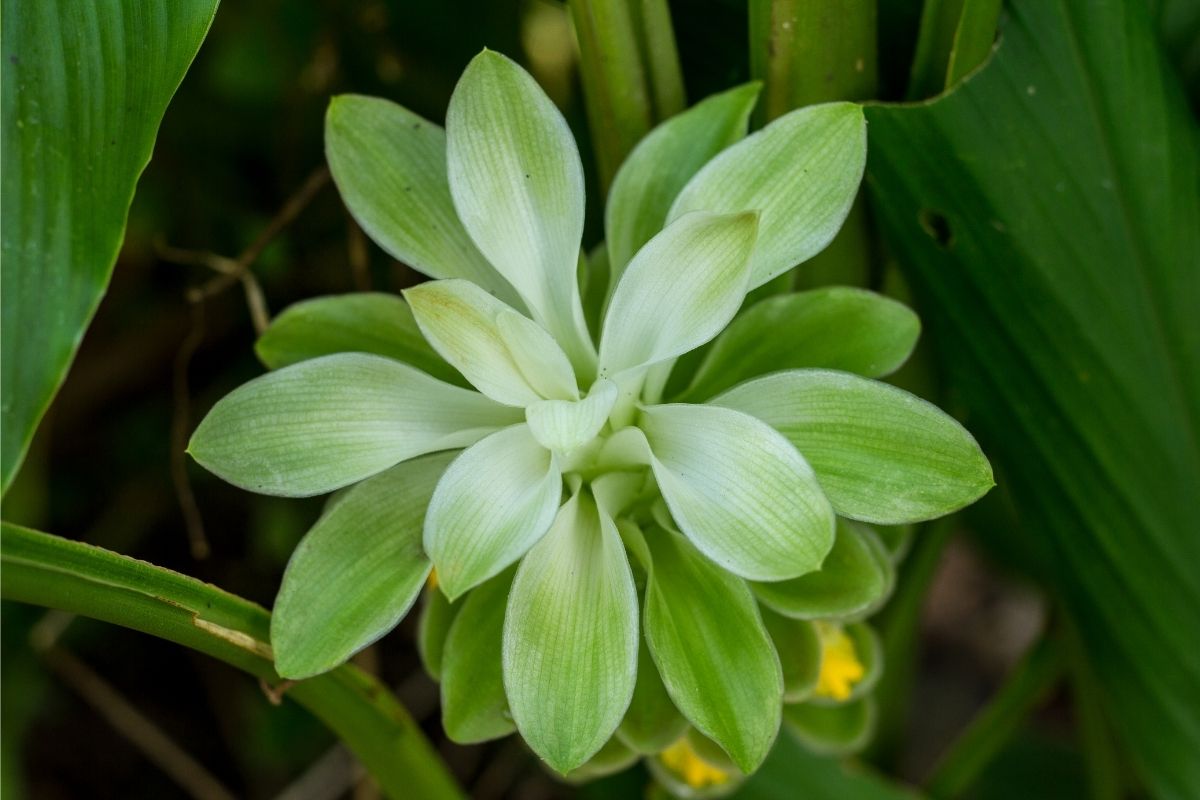 Pianta di curcuma - coltivazione e benefici