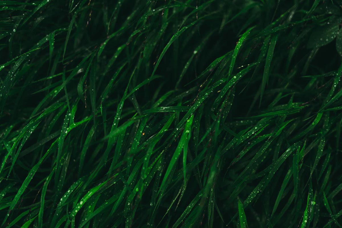 algovoltaico. quando la produzione agrivoltaica incontra il mare