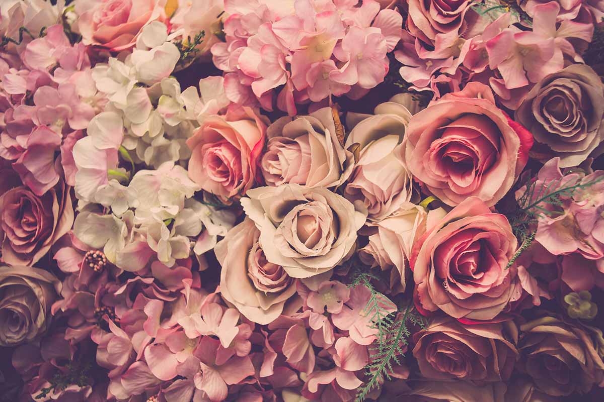 Come coltivare le rose