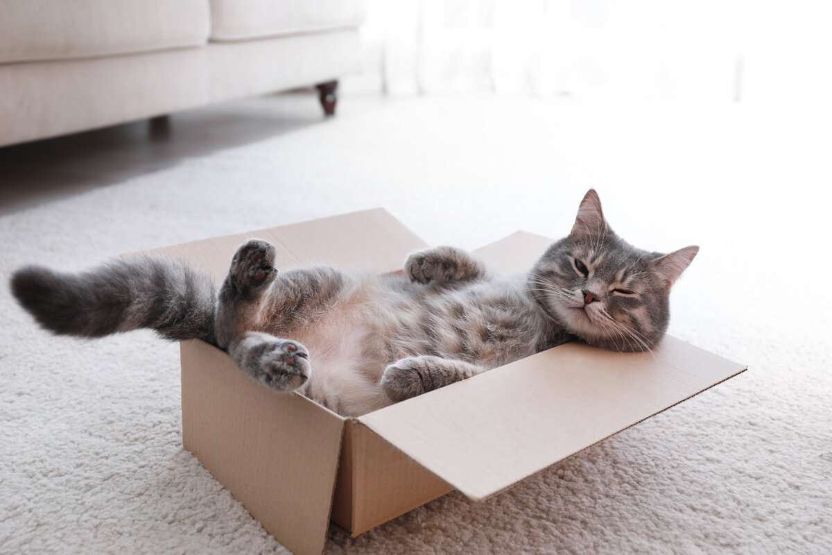 Accogliere un gatto