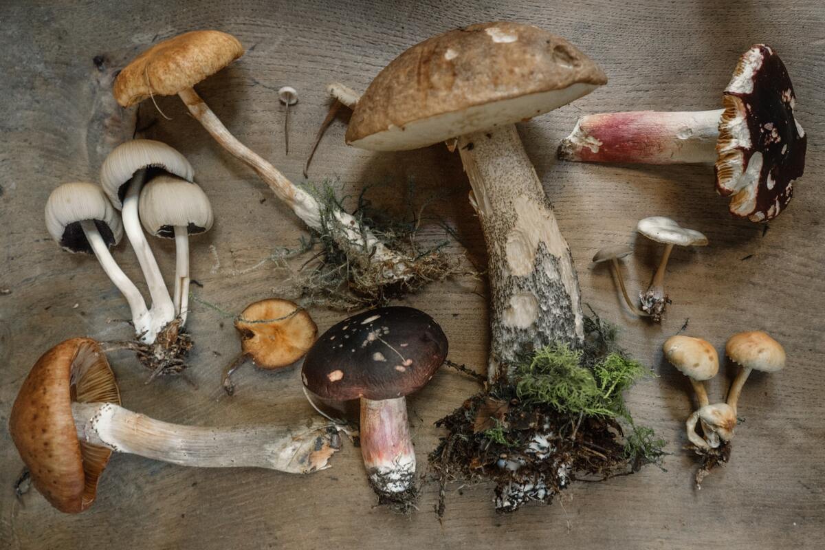 fonoassorbente ecologico - micelio