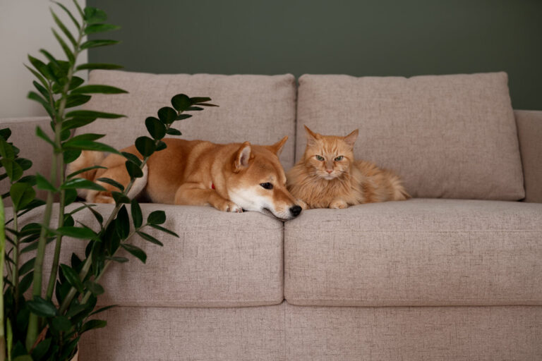 Piante nocive per animali - cani e gatti