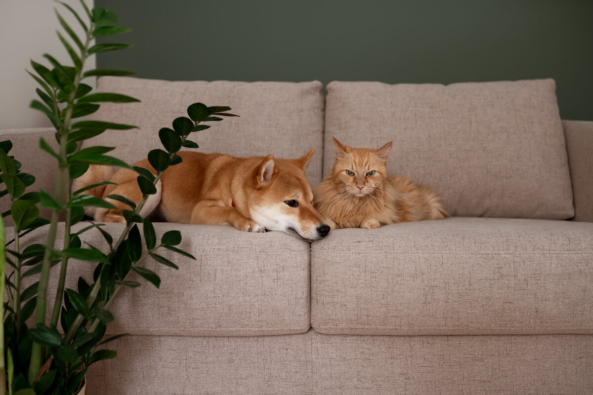 Piante nocive per animali - cani e gatti