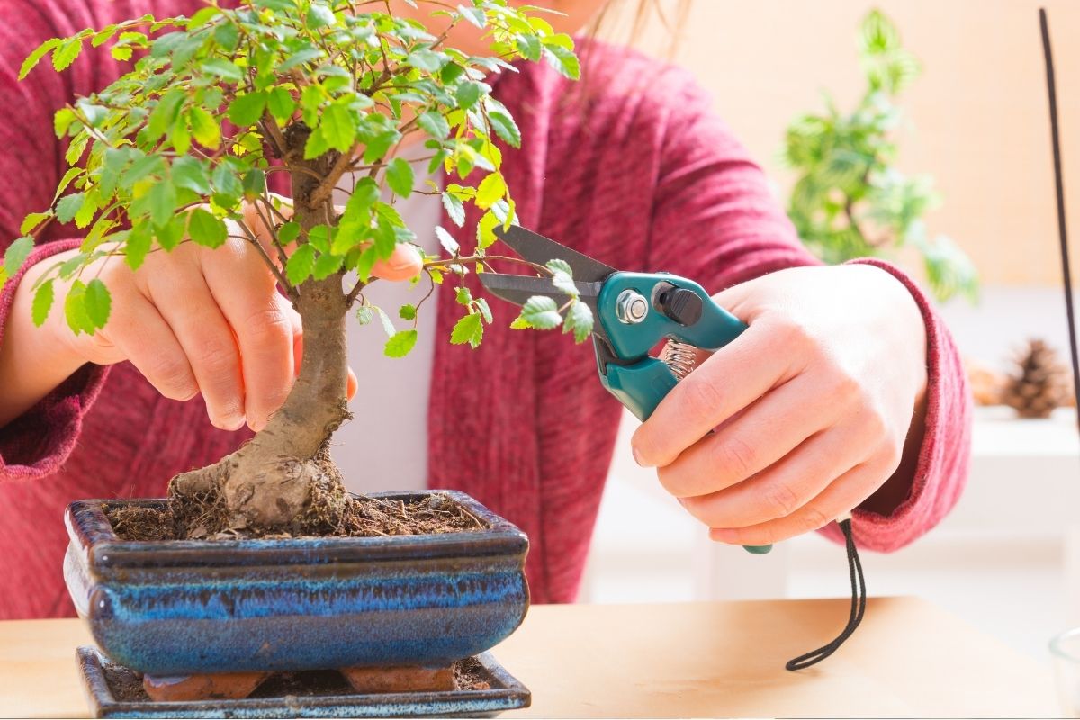 curare un bonsai