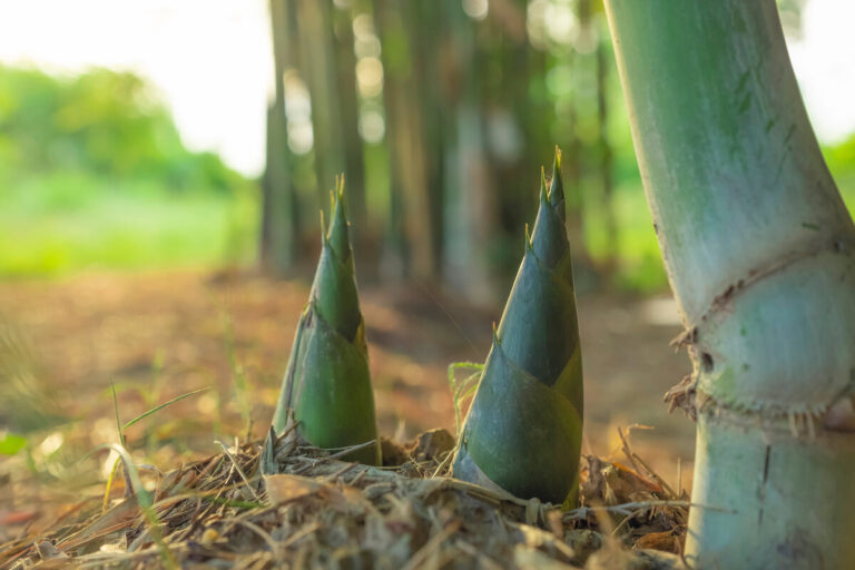 Germogli di bamboo