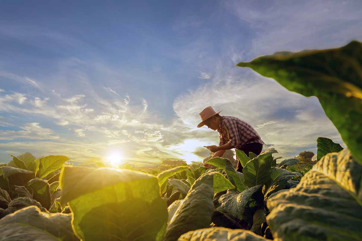 Agricoltura sostenibile in Sicilia con il progetto Grow Your Future