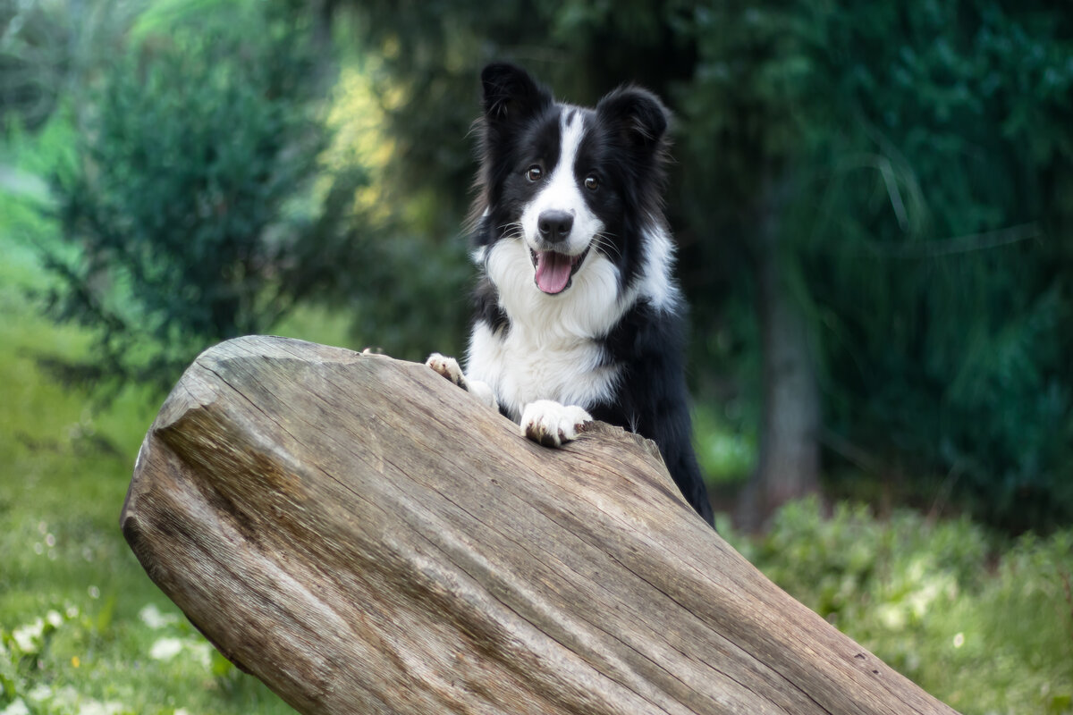 Cani più intelligenti - border collie