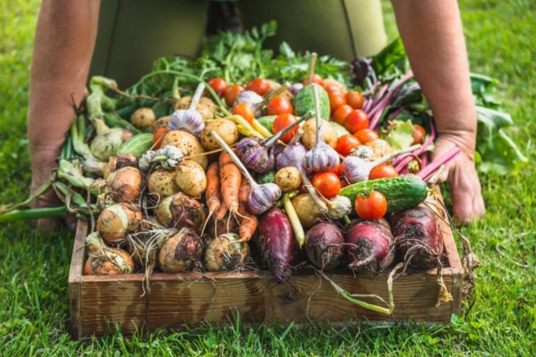 differenze agricoltura biologica e biodinamica